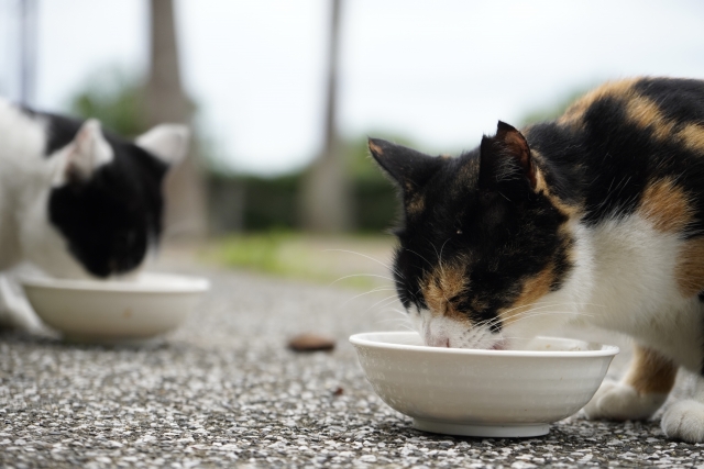 地域猫活動で注意すべきこと