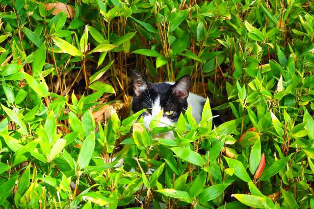 地域猫活動の実施事例