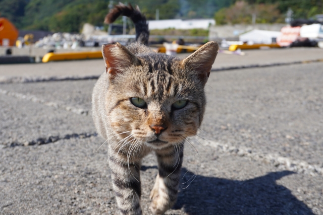 【地域猫】猫と人が共生できる地域へ まとめ
