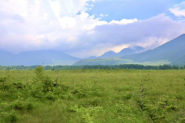 戦場ヶ原（栃木県）